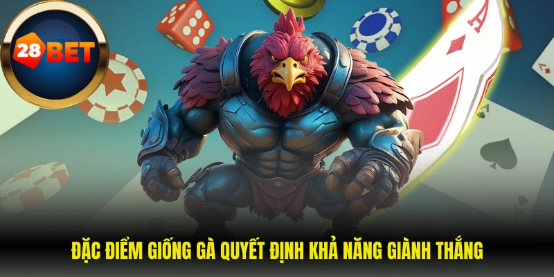 Đặc điểm giống gà quyết định khả năng giành thắng