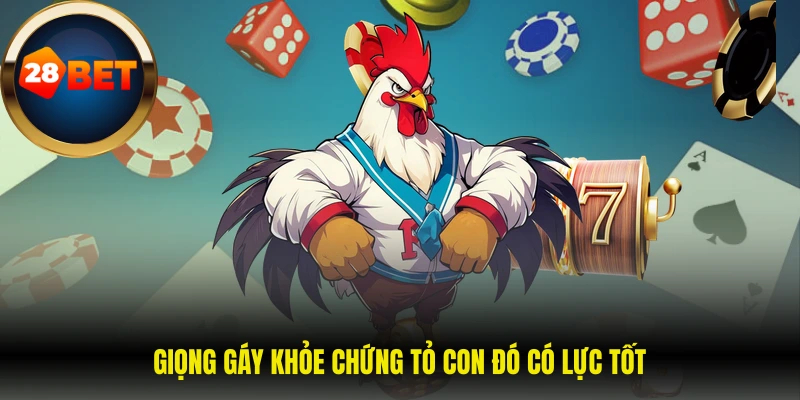 Giọng gáy khỏe chứng tỏ con đó có lực tốt 